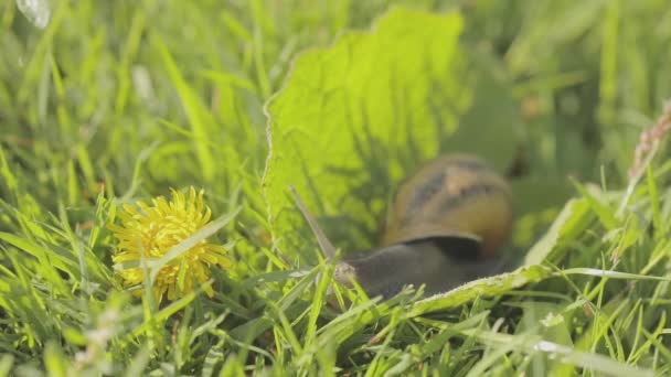 수풀에 달팽이가 있습니다. 달팽이를 키우고 있습니다. 정원에 못 이 있어. 자연 서식지의 달팽이입니다. 달팽이 농장. — 비디오