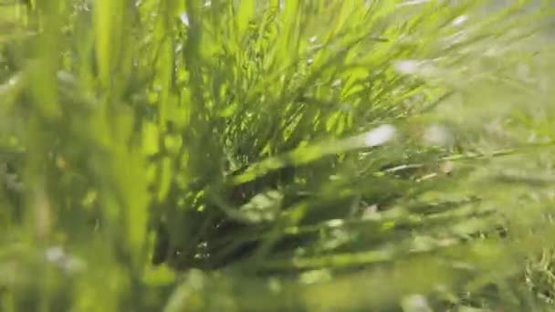 Bewegung im Gras aus nächster Nähe. Die Kamera bewegt sich durch das Gras, grünes Gras in Nahaufnahme. — Stockvideo