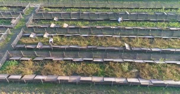 Βιομηχανική καλλιέργεια σαλιγκαριών. Πετώντας πάνω από μια φάρμα σαλιγκαριών. Καλλιέργεια σαλιγκαριών σε εξωτερικούς χώρους. — Αρχείο Βίντεο
