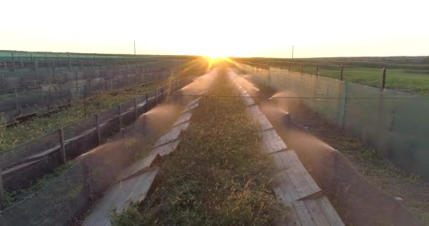 空気からカタツムリの農場での水処理。上から農場の水でカタツムリの灌漑。カタツムリのための微気候の作成 — ストック動画