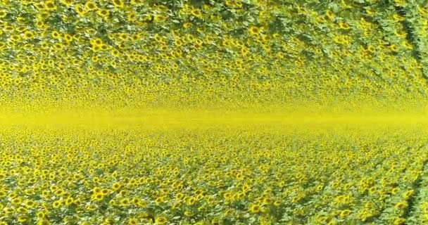 Abstract kader van een veld van zonnebloemen. Fantastisch frame van een veld met zonnebloemen. Vliegen over een veld met zonnebloemen — Stockvideo