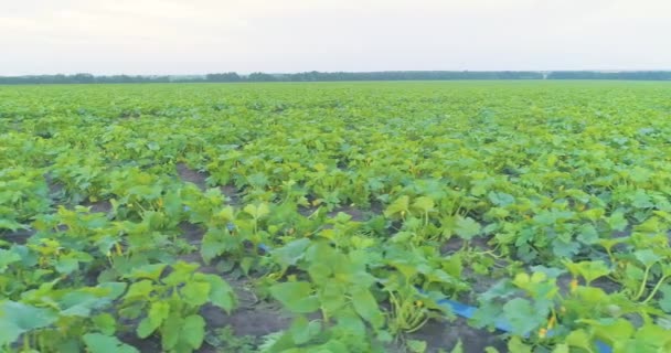 주 키 니 경기장 상공을 날았습니다. 스쿼시 필드. Zucchini 필드 공중에서. 밭에서 자라고 있는 주치니. — 비디오