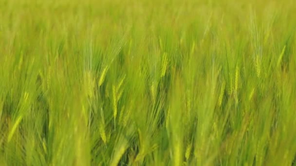 Campo de espiga de trigo. Espiguetas de trigo verde jovem fecham. Jovem trigo verde no campo. — Vídeo de Stock