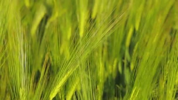 Kotouče mladé zelené pšenice zblízka. Mladá zelená pšenice na poli. Pšeničné pole — Stock video