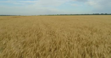 Buğday tarlasının üzerinden uçmak. Büyüyen buğday üst görünümü. Buğdaylı Polse hasat etmeye hazır