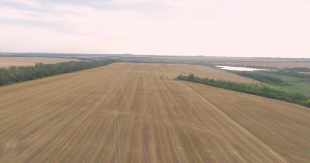 Récolte de blé vue de dessus. La moissonneuse récolte du blé. Récolteuse moderne récolte du blé du champ vue par drone — Video