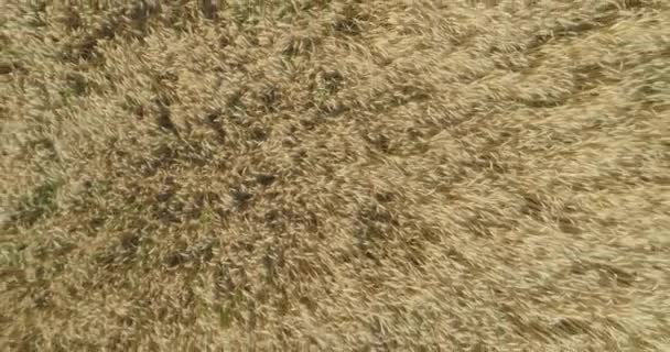 Las espiguillas de trigo se acercan. Volando sobre espiguillas maduras de trigo. Campo de trigo — Vídeo de stock