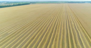 Büyük bir buğday tarlasının üzerinden uçmak. Olgun buğday üst görünümü. Hasat zamanı