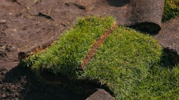 Zahrnutý trávník. Role zelené trávy. Roll of finished green lawwn — Stock video