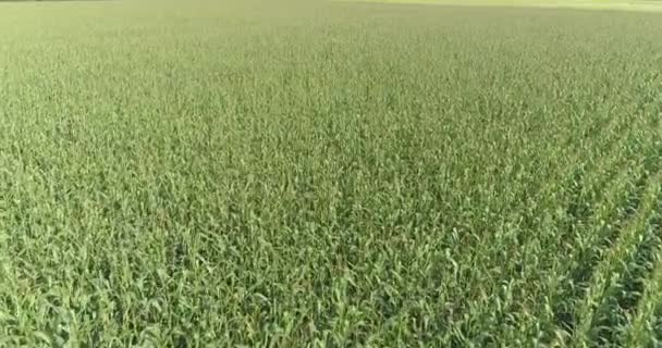 Rostoucí kukuřičný rám s dronem. Kukuřice roste na výhledu z pole z trubce. Sklizeň kukuřice. Zemědělství — Stock video