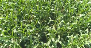 Mısır yetiştirme, tarım işi. Mısır tarlasının üzerinde uçuyor. Mısır alanı üst görünümü,