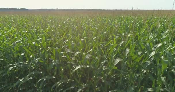Kukuřičné pole zblízka. Zelená kukuřice na výhledu z letadla. Rostoucí kukuřice zblízka. Zemědělství. — Stock video