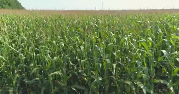 Zbliżenie pola kukurydzy. Zielona kukurydza na widoku z drona. Hoduję kukurydzę z bliska. Rolnictwo. — Wideo stockowe