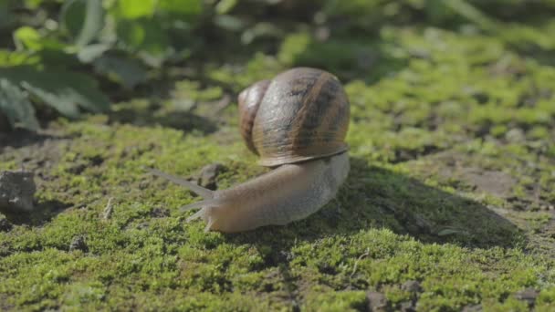 Caracol en el jardín. Caracol en hábitat natural. Granja de caracoles. Caracoles en la hierba. Caracoles en crecimiento — Vídeo de stock