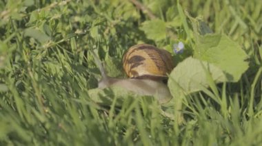 Bahçedeki salyangoz. Doğal ortamında salyangoz. Salyangoz çiftliği. Çimlerde salyangozlar. Büyüyen salyangozlar.