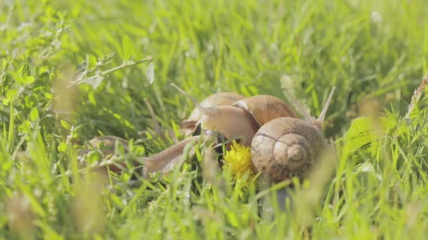 Lumache nell'erba. Lumaca in giardino. Lumaca in habitat naturale. Coltivazione di lumache. — Video Stock