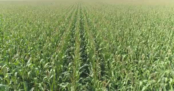 Flying over corn field, corn field top view, corn growing, farming business — Vídeos de Stock