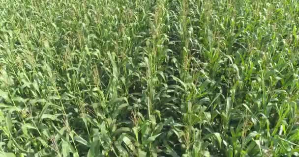 Odling majs, Flyger över ett fält av grön majs, Lantbruk med majs — Stockvideo