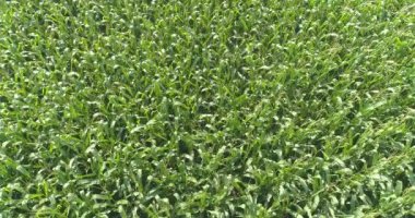 İnsansız hava aracıyla mısır yetiştirmek. İnsansız hava aracının görüş alanında mısır yetişiyor. Mısır hasadı. Tarım