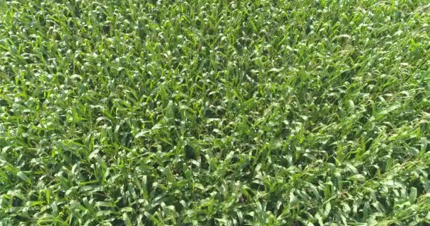 Maïsframe kweken met drone. Maïs groeit op het veld uitzicht van de drone. Maïs oogsten. Landbouw — Stockvideo