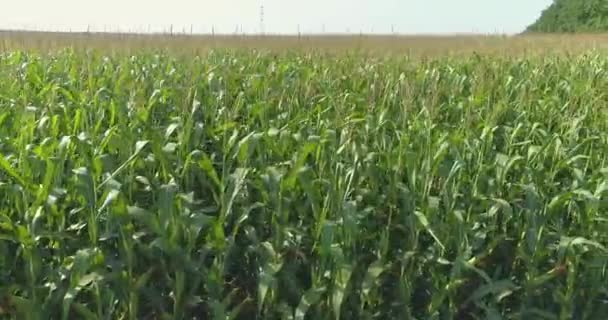 Kukuřičné pole zblízka. Rostoucí kukuřice zblízka. Zemědělství. Zelená kukuřice na poli pohled z trubce — Stock video