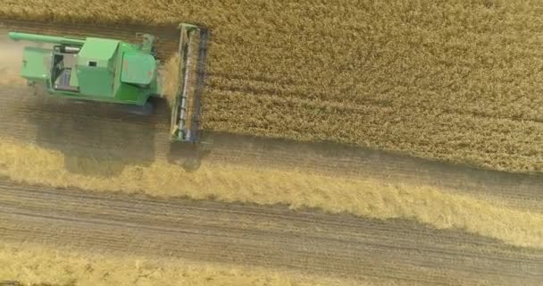 Vliegen over een tarweveld tijdens de oogst. Een groene oogster oogst een tarweveld. De oogstmachine oogst tarwe. Oogstseizoen — Stockvideo