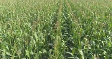 Mısır tarlası manzarası, mısır yetiştirme, tarım işi. Mısır tarlasında uçarken,