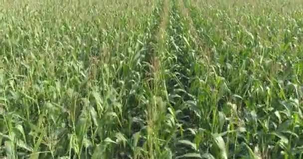 Кукурудзяне поле вид зверху, вирощування кукурудзи, фермерський бізнес. Політ над кукурудзяним полем , — стокове відео