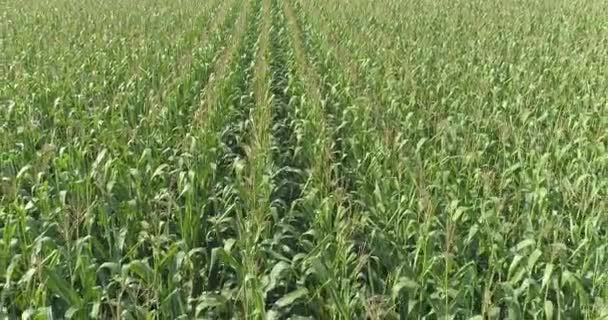 Pěstování kukuřice, Létání na poli zelené kukuřice, Zemědělství s kukuřicí — Stock video