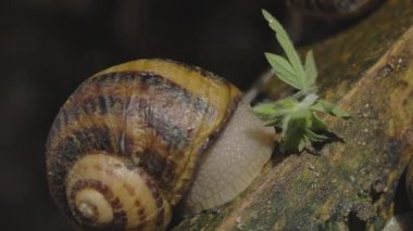 Helix Aspersa yakın çekim. Salyangoz yakın plan. Gri arkaplanda salyangoz görüntüsü.