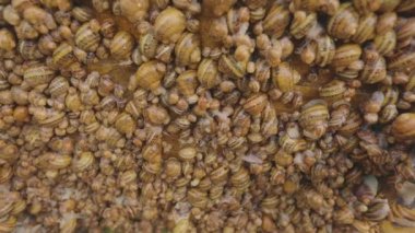 Çiftlikteki salyangozlar. Salyangoz çiftliği. Salyangoz yetiştirme süreci. Çiftlikte bir sürü salyangoz var..