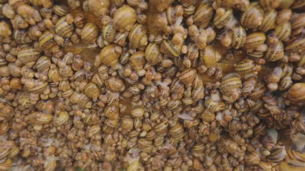 Caracoles en el primer plano de la granja. Granja de caracoles. El proceso de cultivo de caracoles. Hay muchos caracoles en la granja. — Vídeos de Stock