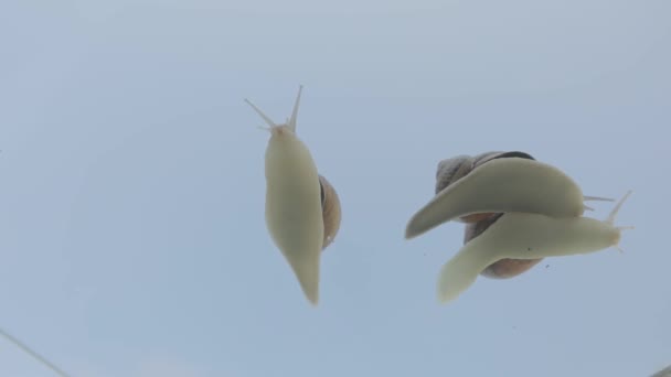 Šneci na průhledném skle. Šneci se plazí po skle proti modré obloze. Snails on glass close-up — Stock video