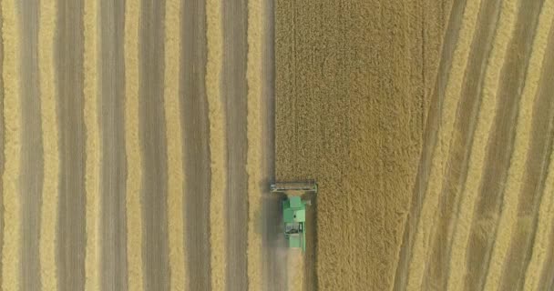 収穫小麦のフィールドの空中ビューを組み合わせる。小麦畑のドローンの眺めから収穫。コムギ畑の収穫。コムギ畑への飛行. — ストック動画