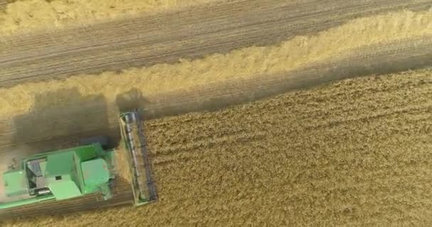 Комбайн собирает урожай пшеничного поля с воздуха. Сбор урожая с пшеничного поля. Сбор урожая пшеницы. Полет над пшеничным полем. — стоковое видео