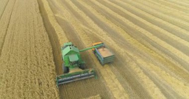 Hasat kamyona buğday döküyor. Buğday hasadı. Tarlada buğday toplama işlemi