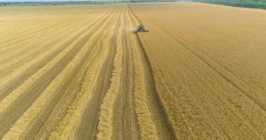Buğday hasadını birleştiren ekin tarlası havası görüntüsü. Buğday tarlası drone görüntüsünden hasat. Buğday tarlası hasadı. Buğday tarlasında uçmak.