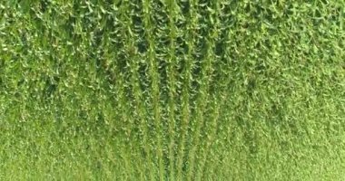 Mısır tarlası manzarası, mısır yetiştirme, tarım işi. Mısır tarlasında uçarken,