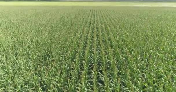 Pěstování kukuřice, Létání na poli zelené kukuřice, Zemědělství s kukuřicí — Stock video