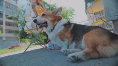 Corgi ev sahibesinin ayaklarının dibinde oturuyor. Güzel Corgi yakın plan. Galli Corgi yakın çekim