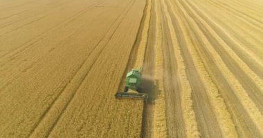 Hasat makinesi buğday topluyor. Hasat mevsimi. Yeşil bir biçerdöver buğday tarlasını hasat eder. Hasat zamanı buğday tarlasında uçmak.