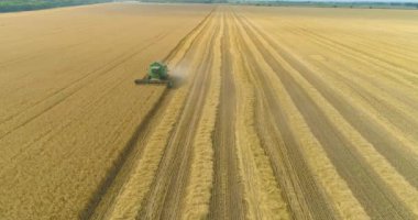 Buğday tarlası hasadı. Buğday tarlasının üzerinden uçmak. Buğday hasadını birleştiren ekin tarlası havası görüntüsü. Buğday tarlası drone görüntüsünden hasat.