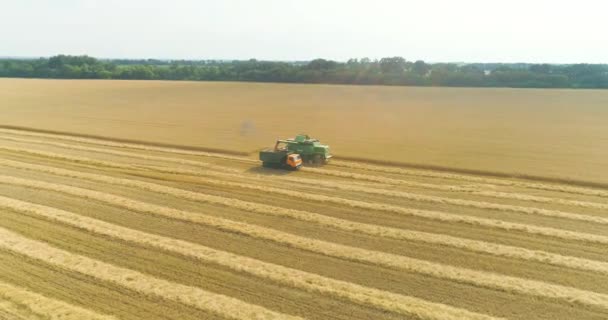 Hasat zamanı bir buğday tarlasının üzerinde uçmak. Yeşil bir biçerdöver buğday tarlasını hasat eder. Hasat makinesi buğday topluyor. Hasat mevsimi — Stok video