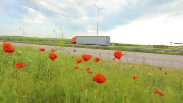 Las amapolas rojas cerca de la carretera, un camión está conduciendo en el fondo — Vídeo de stock