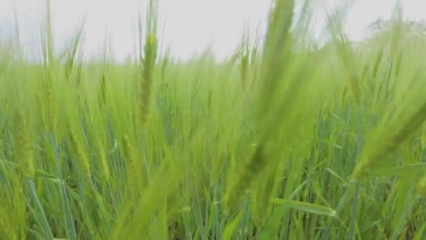 밭에 있는 어린 푸른 밀. 어린 녹색 밀의 스파이크가 가까이 있습니다. 물갈퀴가 달린 밭 — 비디오