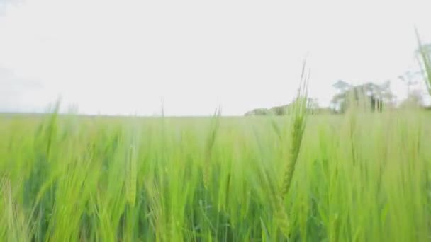 Νεαρό πράσινο σιτάρι στο χωράφι. Σκουλαρίκια από πράσινο σιτάρι κοντά. Πεδίο ακίδας σίτου — Αρχείο Βίντεο