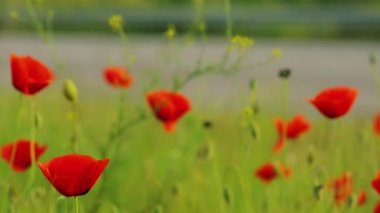 Kırmızı gelincikler yakın plan. Parlak kırmızı gelincikler. Yeşil çimlerde kırmızı gelincikler