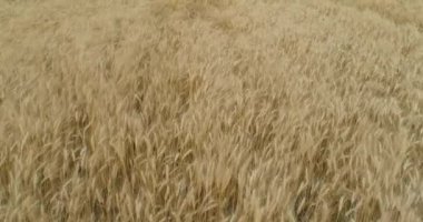 Buğday tarlasının üzerinden uçmak. Büyüyen buğday üst görünümü. Buğdaylı Polse hasat etmeye hazır