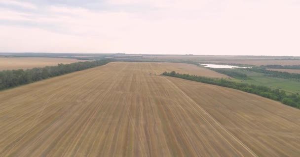 Récolte de blé vue de dessus. La moissonneuse récolte du blé. Récolteuse moderne récolte du blé du champ vue par drone — Video