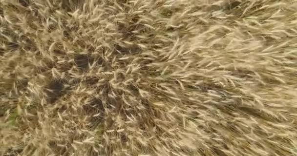 Flyger över mogna vetespetsar. Vetefält. Vete spikelets närbild. — Stockvideo